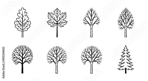 A variety of different types of trees and their unique shapes and structures Vector