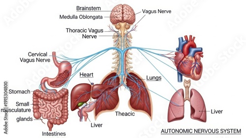 Illustration of the autonomic nervous system and its major components