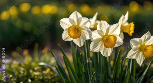 Vibrant white daffodils blo...