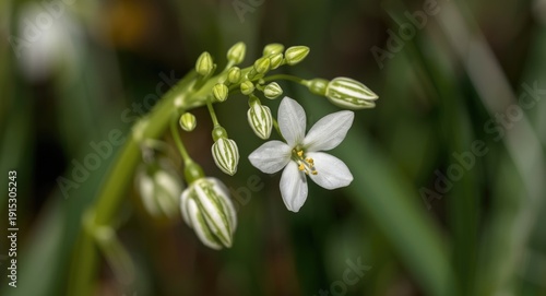 Springtime bloom of Ornitho...