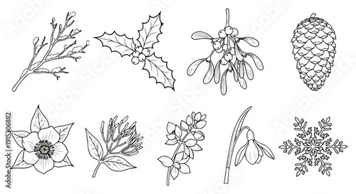 A detailed illustration of various types of leaves and pine cones Vector