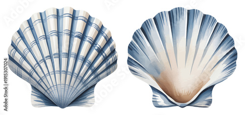 Marine shell elements in delicate hand paint watercolor.