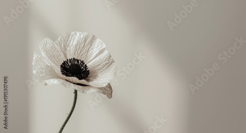 Decorative poppy bloom with...