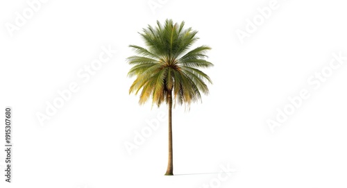 Solitary oil palm tree sepa...