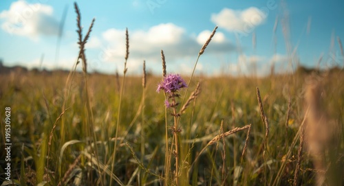 Brown knapweed wildflower w...