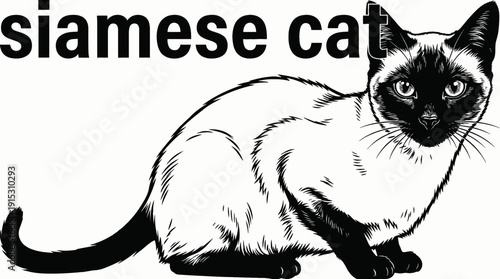 siamese cat breed domestic feline pet animal with short fur eyes sleek body detailed realistic illustration black and white vector isolated