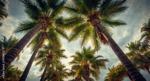 Underneath shot of palm tre...