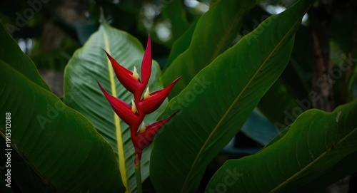 Striking tropical flower wi...