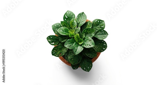 Top view closeup of a tropi...