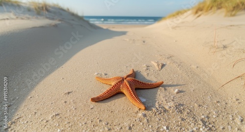Natural starfish resting on...
