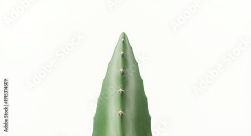 Sharp pointed green cactus ...