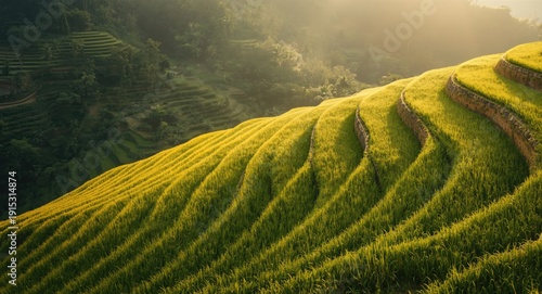 Stunning terraces of rice l...