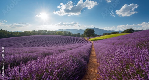 Vibrant summer lavender fields in full bloom under sunny sky
