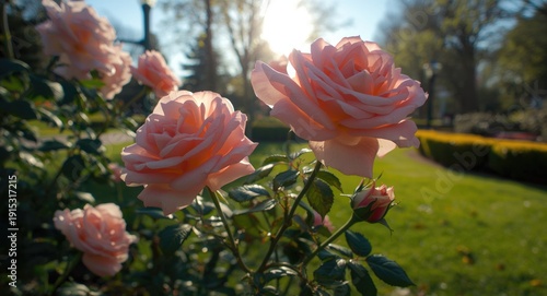 Impressive rose flowers thr...