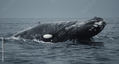 Saving the North Atlantic R...
