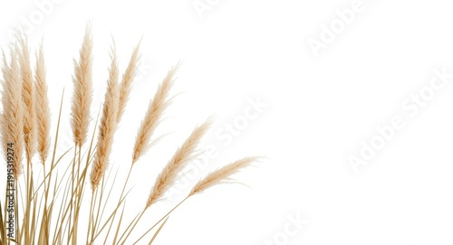 Side angle of elegant pampa...