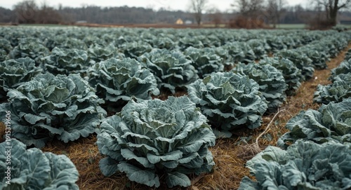 Full growth kale crops in a...