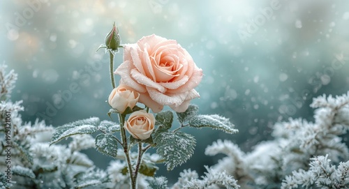 Blooming rose bush winter f...