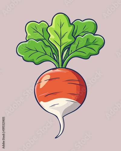Vibrant red radish with fresh green leaves for organic farming and healthy vegetable salad ingredient design - Vector Illustration