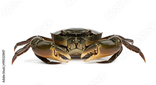 Sri Lankan Live Mud Crab Isolated 3D Render - Fresh Seafood Crustacean, Asian Market Crab, Tropical Mangrove Crab, Premium Shellfish Photography, Marine Wildlife, Raw Crab White Background Restaurant 