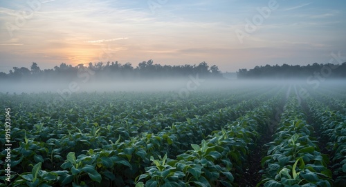 Morning mist hovering over ...