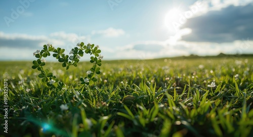 Heart shaped clover patch t...