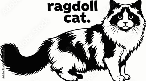 ragdoll cat breed domestic feline pet animal portrait with long silky fur eyes calm expression detailed realistic illustration