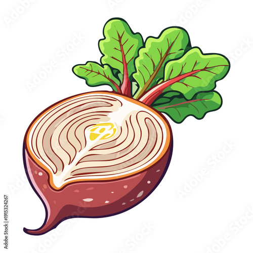 Healthy fresh sliced red radish root vegetable with green leaves for salad and organic cooking - Vector Illustration