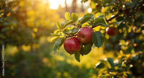 Juicy red apples on garden ...