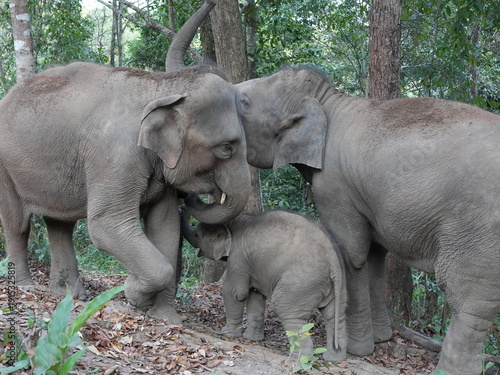 Photography mother and baby elephants