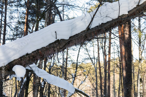 snow covered broken tree in a winter forest
