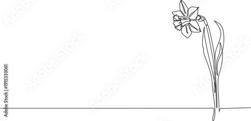 continuous line drawing of flowering narcissus, daffodil line art vector illustration