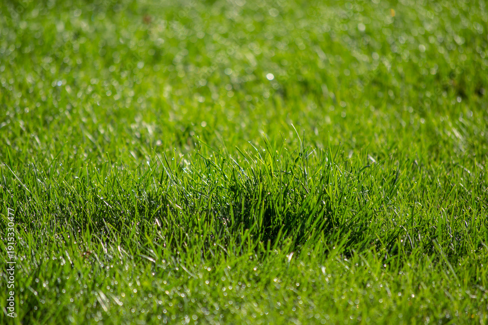 Naklejka premium green grass background