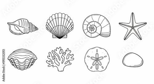 A variety of seashells and starfish illustrated in a detailed line drawing Vector