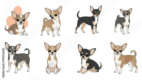Charming set of chihuahua dog illustrations featuring the small breed in various colors, sitting, standing, and lying down positions.