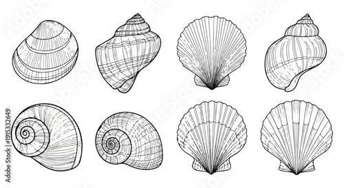 Assorted shells displayed in a row with various shapes and patterns Vector
