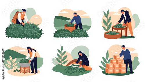 Workers engaged in the traditional process of harvesting, sorting, and packing fresh tea leaves or herbs in a scenic hilly landscape.