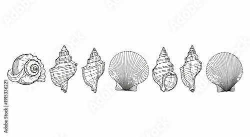 A diverse collection of seashells showcasing various shapes and patterns. Vector