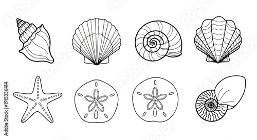 A collection of various seashells and starfish in a line art illustration Vector