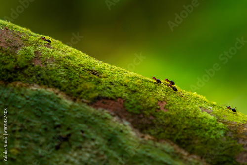 Ants Walking on Moss-Covered Branch in Forest