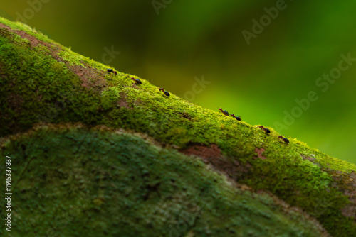Ants Walking on Moss-Covered Branch in Forest