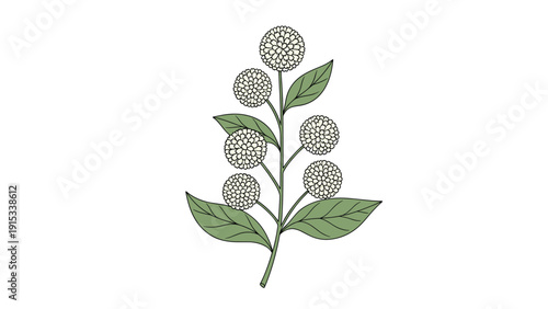 Elegant botanical illustration of a plant stem with small white puffball flowers and green leaves arranged vertically on a plain background.