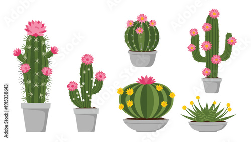 Set of different types of cacti and succulents in gray pots blooming with bright pink and yellow flowers in a flat cartoon style.