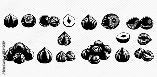 Hazelnut set in engraving style, whole and shelled nuts, vector illustration on transparent background.