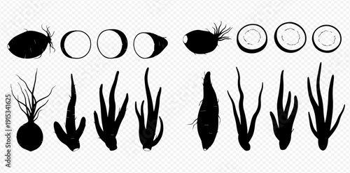Set of black silhouettes of root vegetables and cut coconuts, isolated on a transparent background, hand-drawn vector illustration.