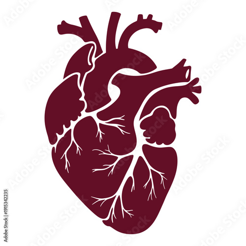 Anatomical human heart silhouette vector illustration