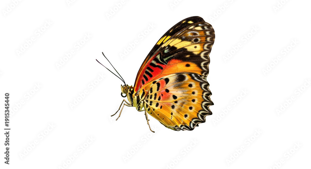 Obraz premium Vibrant orange butterfly with black spots isolated on transparent background