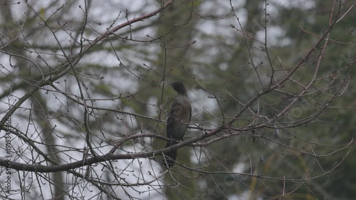 a cormorant on the branches of a leafless tree