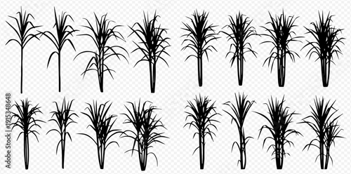 Set of black silhouettes of sugarcane plants on a transparent background, perfect for agricultural and botanical designs.