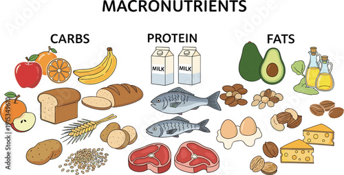 Macronutrients infographic collection featuring healthy food sources for carbohydrates protein and fats including fruits vegetables meat fish nuts and dairy products vector.